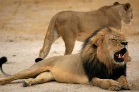 Quinn Swales atacado leon, Quinn Swales muere atacado, Quinn Swales murio